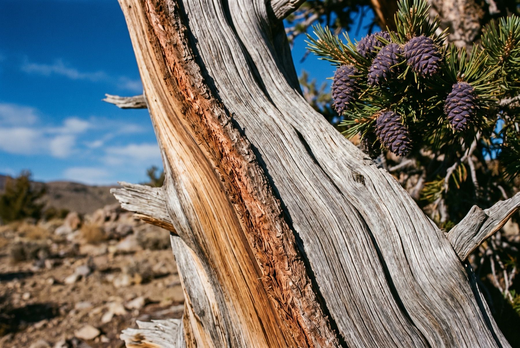 Close-up of dense bristlecone wood and a purple cone with bristled scales.