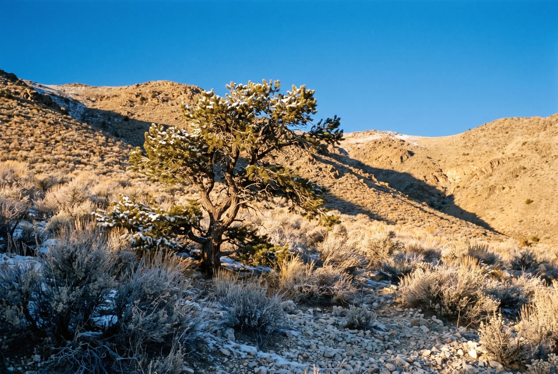 A single-leaf pinyon pine growing on a rocky mountain slope in Nevada.