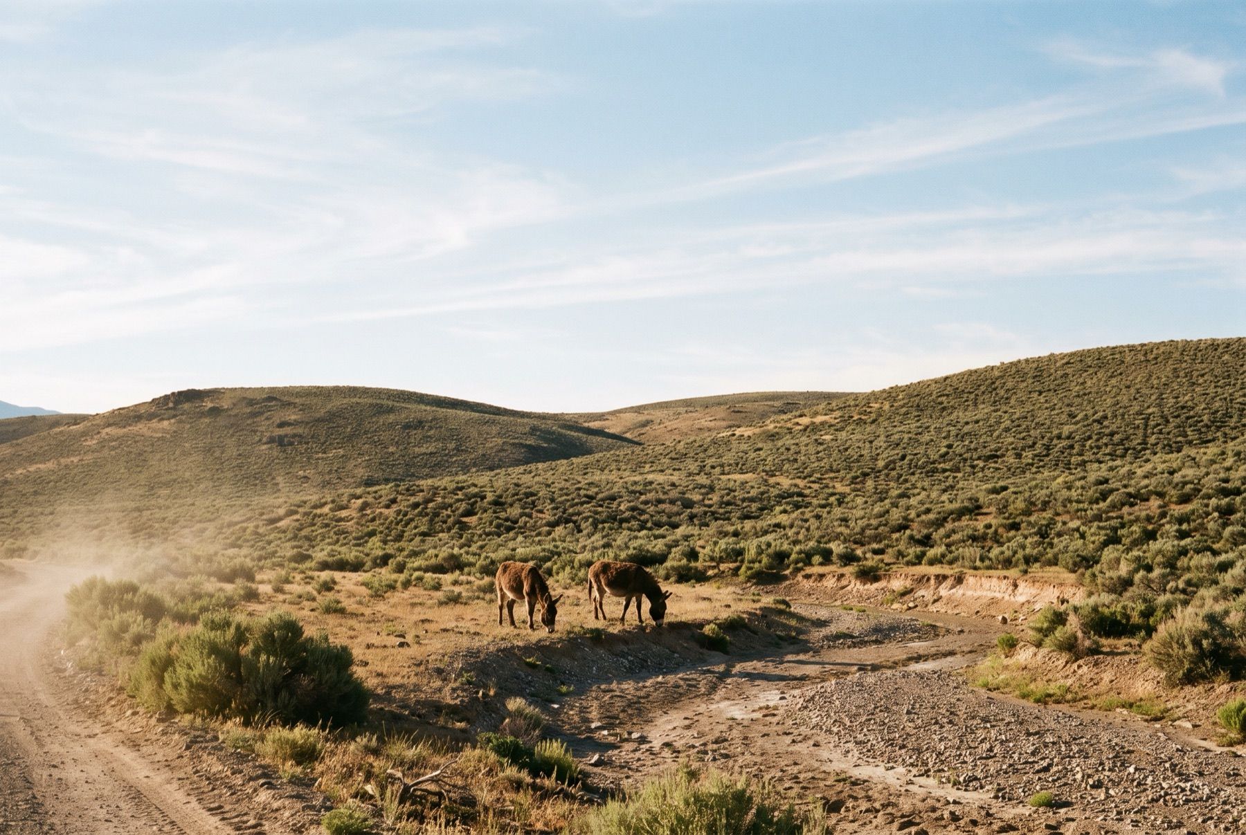 Two wild burros grazing among low sagebrush on open federal public land in Nevada.