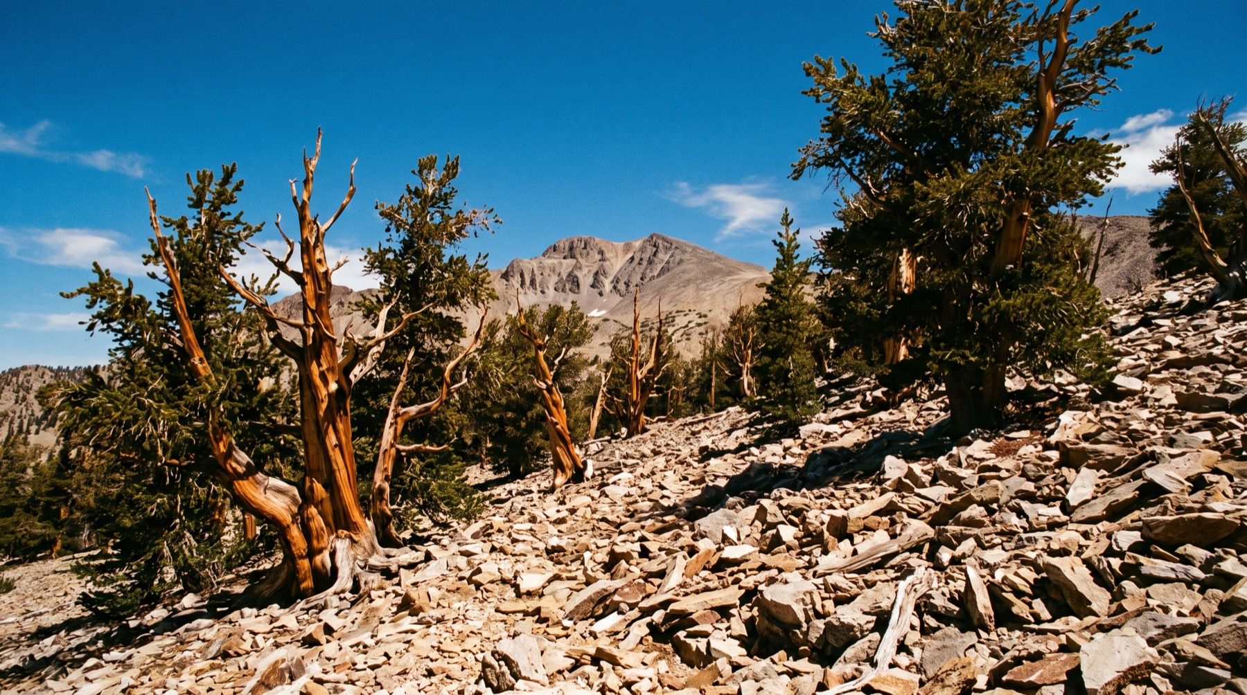 Ancient bristlecone pines growing among quartzite boulders on the high slopes beneath Wheeler Peak.