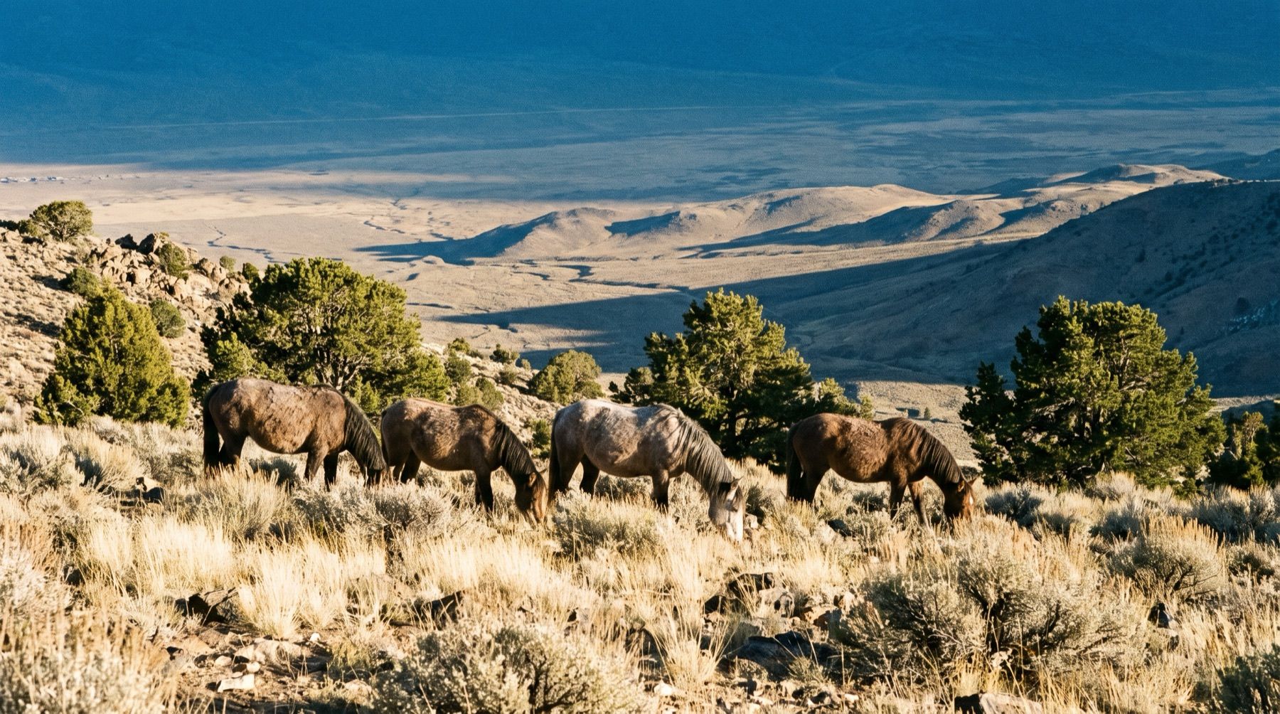 Four wild horses standing on an arid sagebrush ridge in Nevada's Virginia Range under late afternoon light.